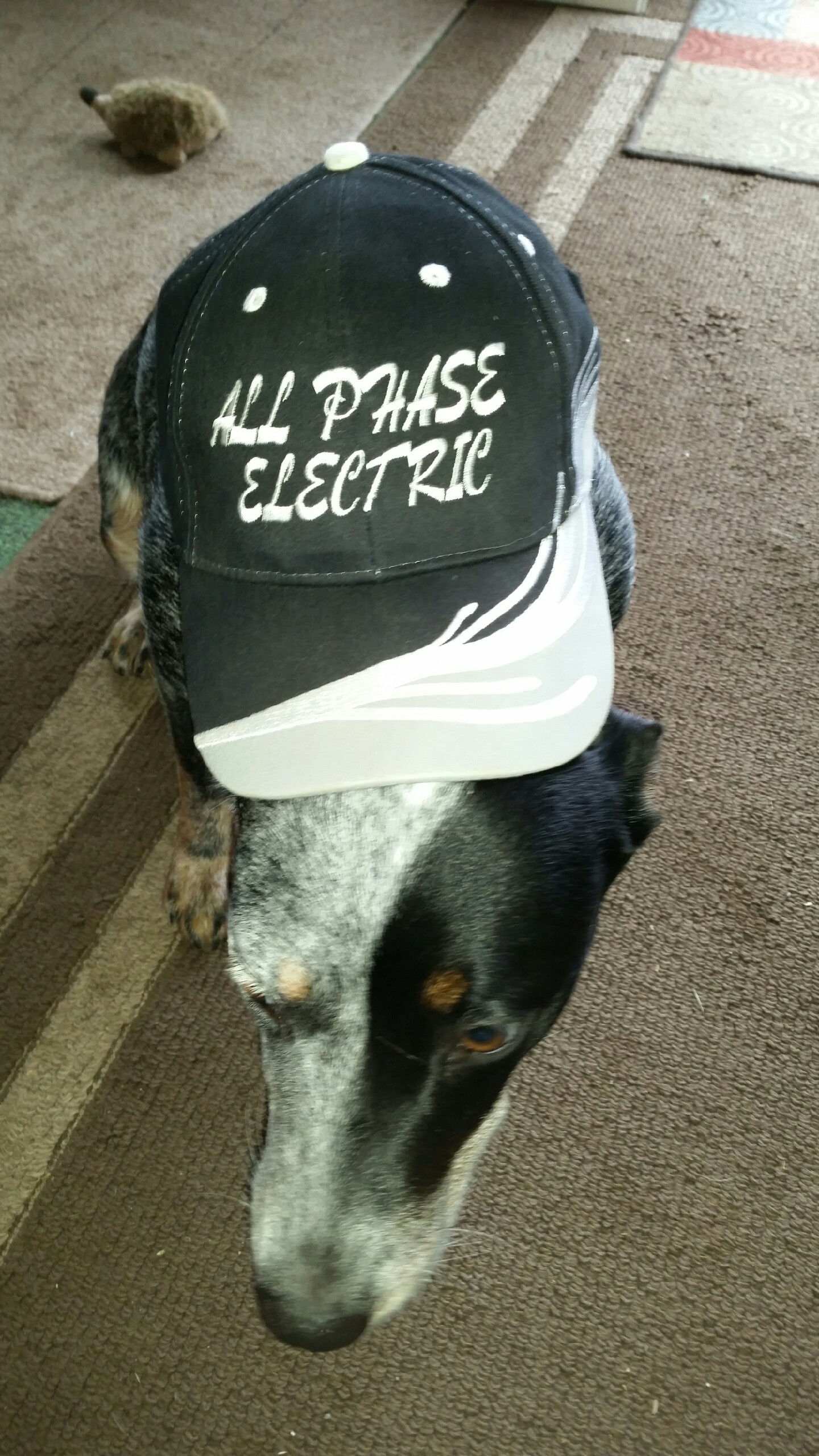 A dog wearing an All Phase Electric, LLC ball cap